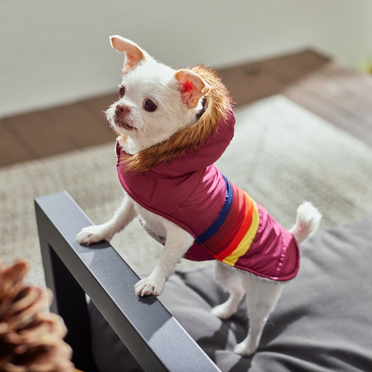 Frisco Mediumweight Colorblock Adventure Insulated Dog and Cat Parka