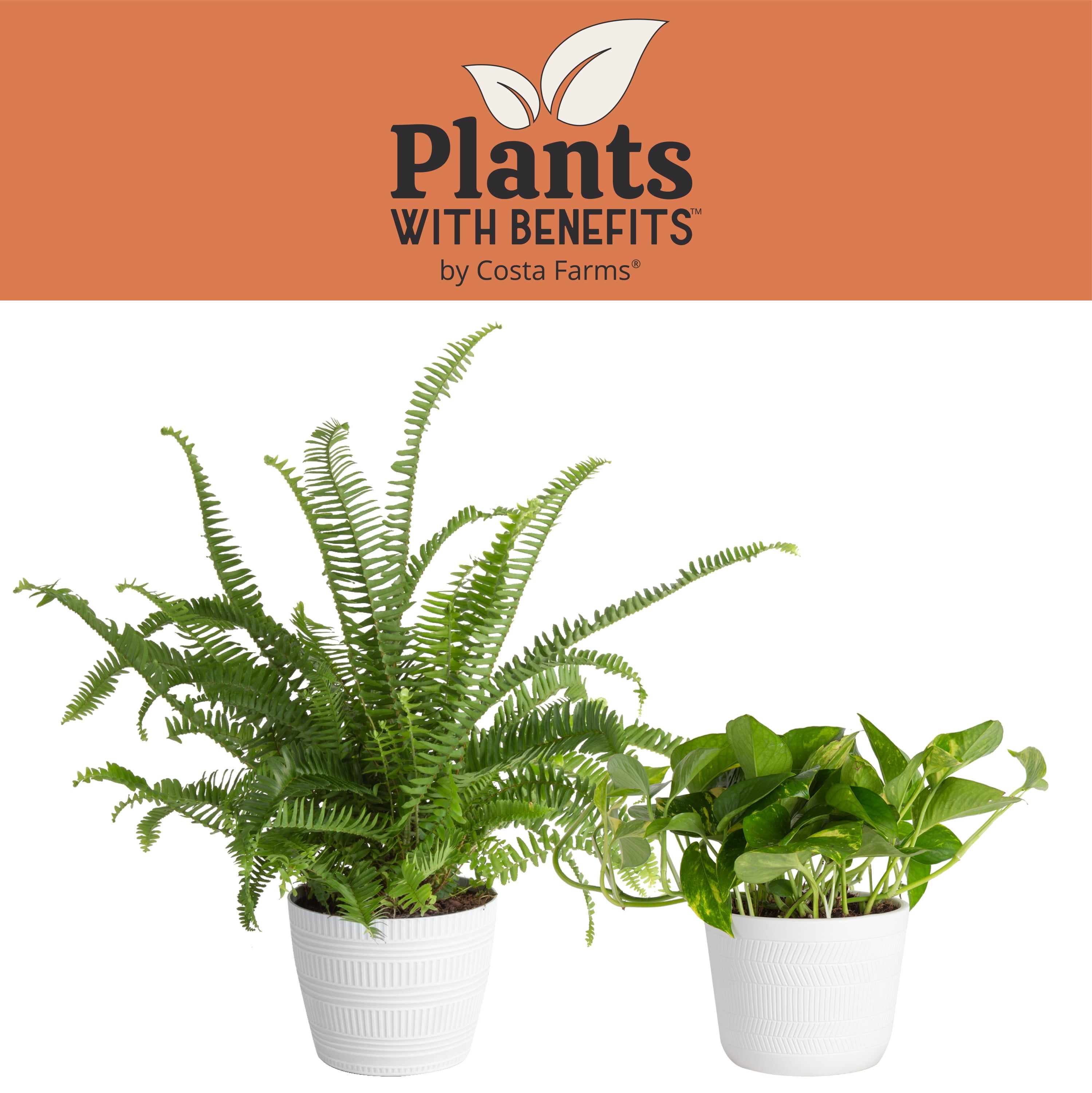 Costa Farms Plants with Benefits Live Indoor 12in. Tall Green Devil's Ivy Pothos and Kimberly Queen Fern 'The Essentials Duo'; Bright， Indirect Sunlight Plant in 6in. Décor Pot， 2-Pack