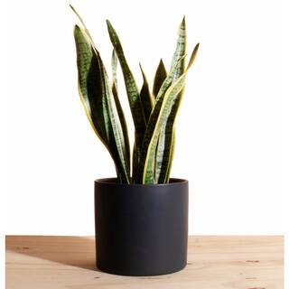 Shop Succulents Snake Plant in 6 in. Modern Ceramic Black Planter Pot 1-SNAKE-CYL-B-6