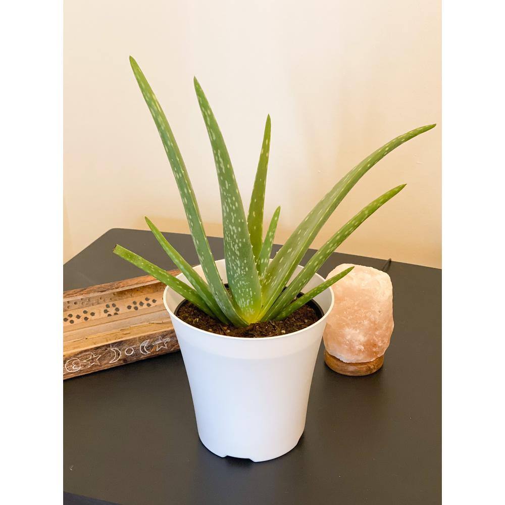 EVERBLOOM GROWERS INC. 6 in. Aloe Vera Plant in Deco Pot 6ALOEV