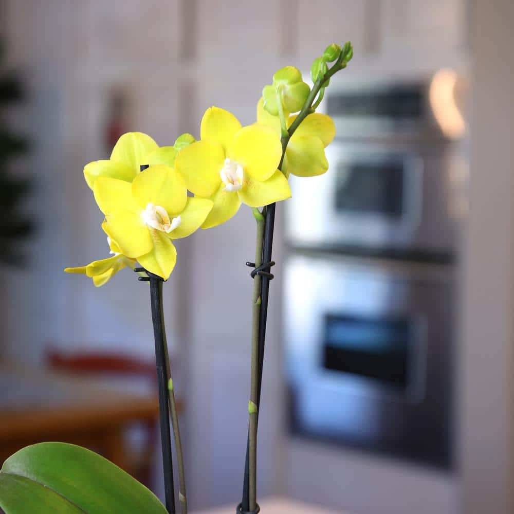 ALTMAN PLANTS 3.5 in. Yellow Orchid (Phalaenopsis) Live House Plant in White Ceramic Pot 0873009