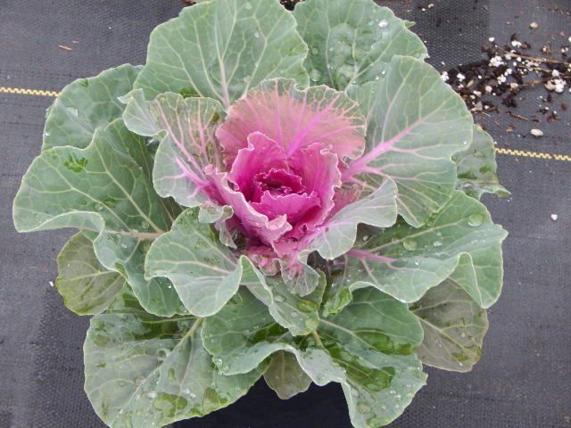 Pigeon Red Ornamental Kale