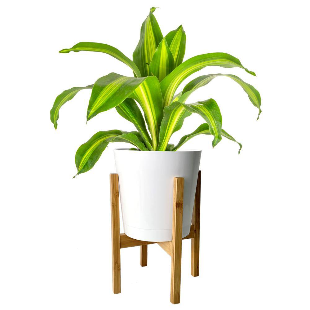 Costa Farms Dracaena Indoor Plant in 10 in. White-Wood Décor Pot Avg. Shipping Height 2-3 ft. Tall CO.DMC10.CYLSTD