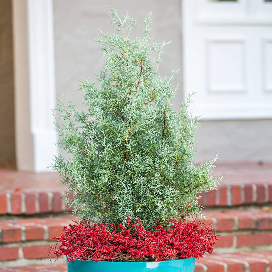 Carolina Sapphire Arizona Cypress (2.5 Gallon) Evergreen Tree with Blue-Grey Foliage - Full Sun Live Outdoor Flowering Plant