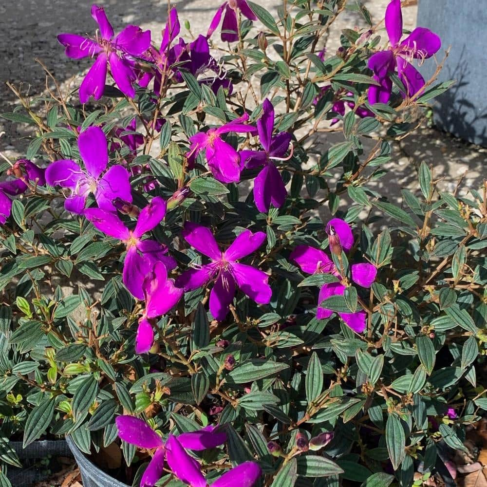 OnlinePlantCenter 3 Gal. Dwarf Princess Flower (Tibouchina) Plant with Purple Blooms in Pot T5501G3