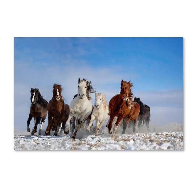 Trademark Fine Art libby Zhang x27 mongolia Horses x27 Canvas Art