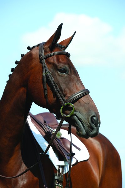 Collegiate Syntovia+ Padded Raised Cavesson Horse Bridle