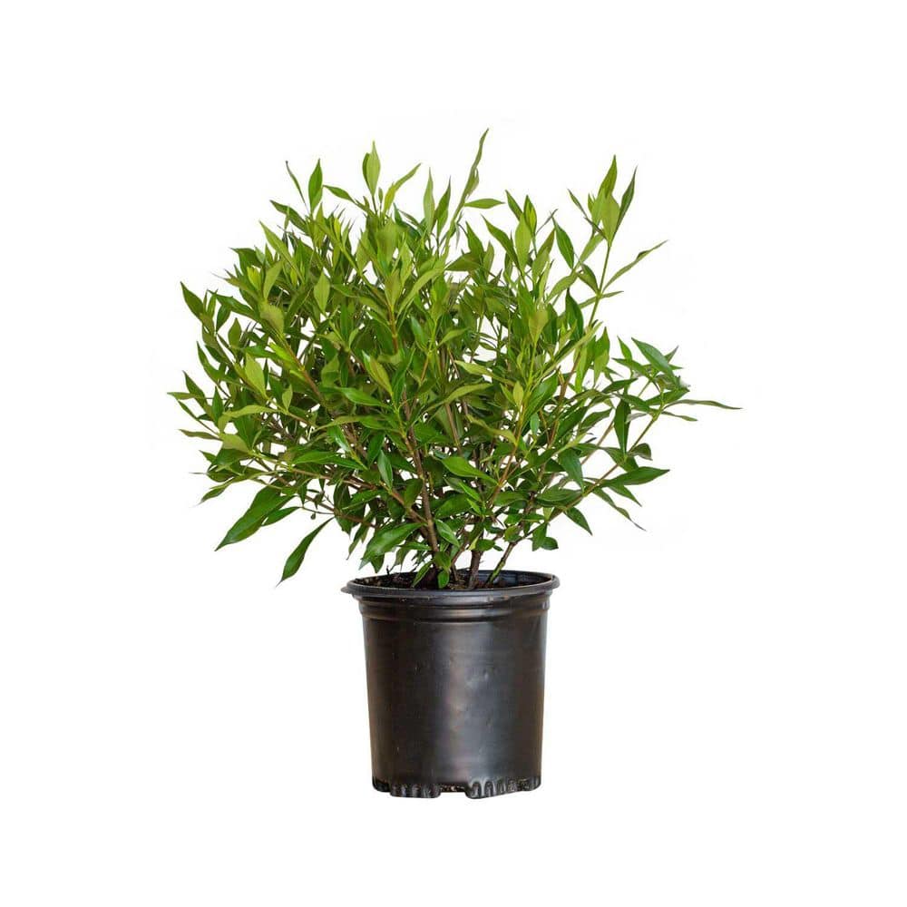 FLOWERWOOD 2.5 Qt. Frost Proof Gardenia Live Evergreen Shrub White Fragrant Blooms 2099Q