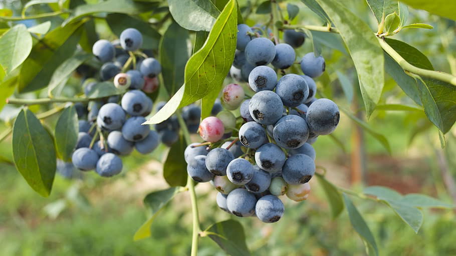 2 Bluecrop Northern Highbush Blueberry Plant - 3 Years Old - 1 Gallon Sized Plant Shipped Bareroot!