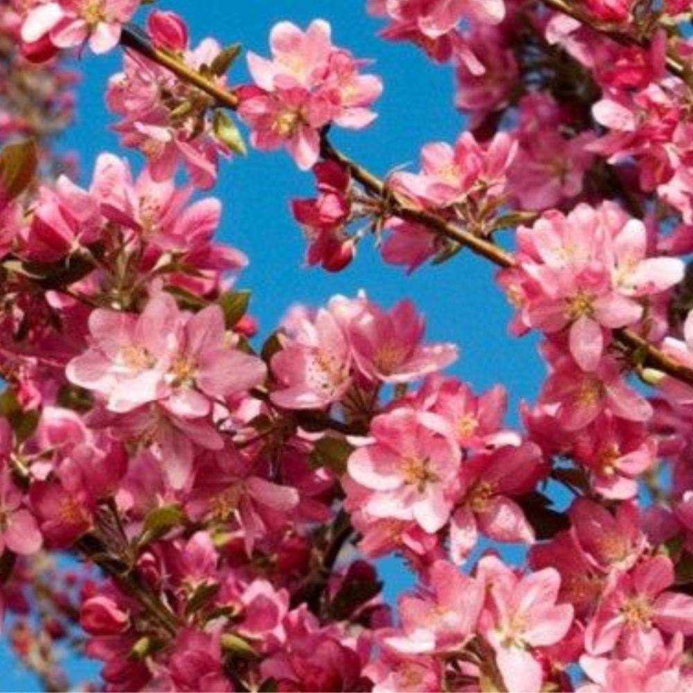7 Gal. Robinson Crabapple Flowering Deciduous Tree with Pink Flowers CRAROB07G