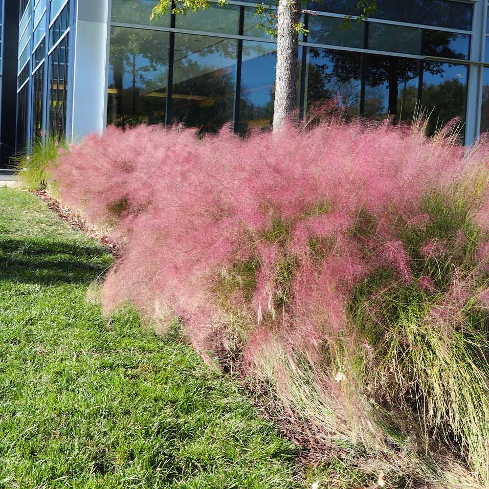 Pink Muhly Grass