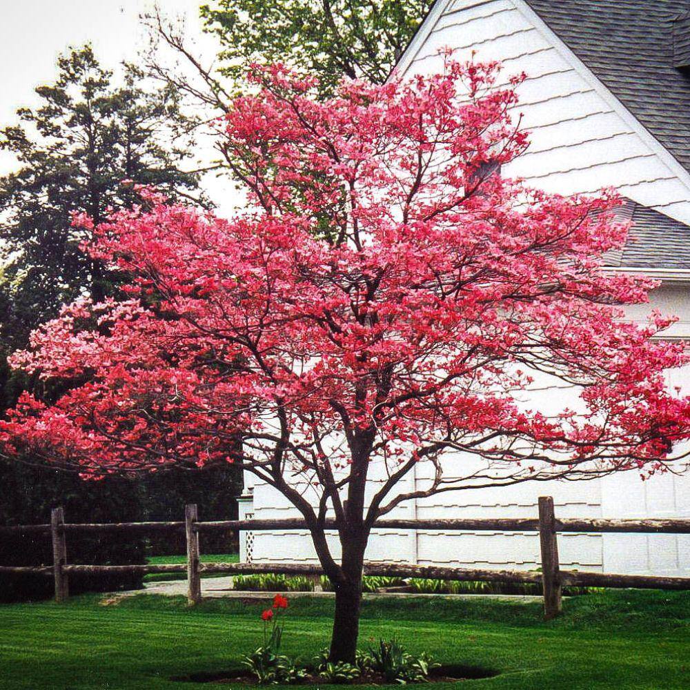 7 Gal. Cherokee Brave Dogwood Flowering Deciduous Tree with Red Flowers DOGCHB07G