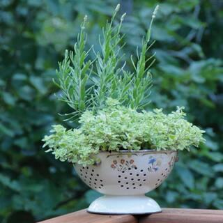 Bonnie Plants 2.32 qt. Lavender Herb Plant 5065