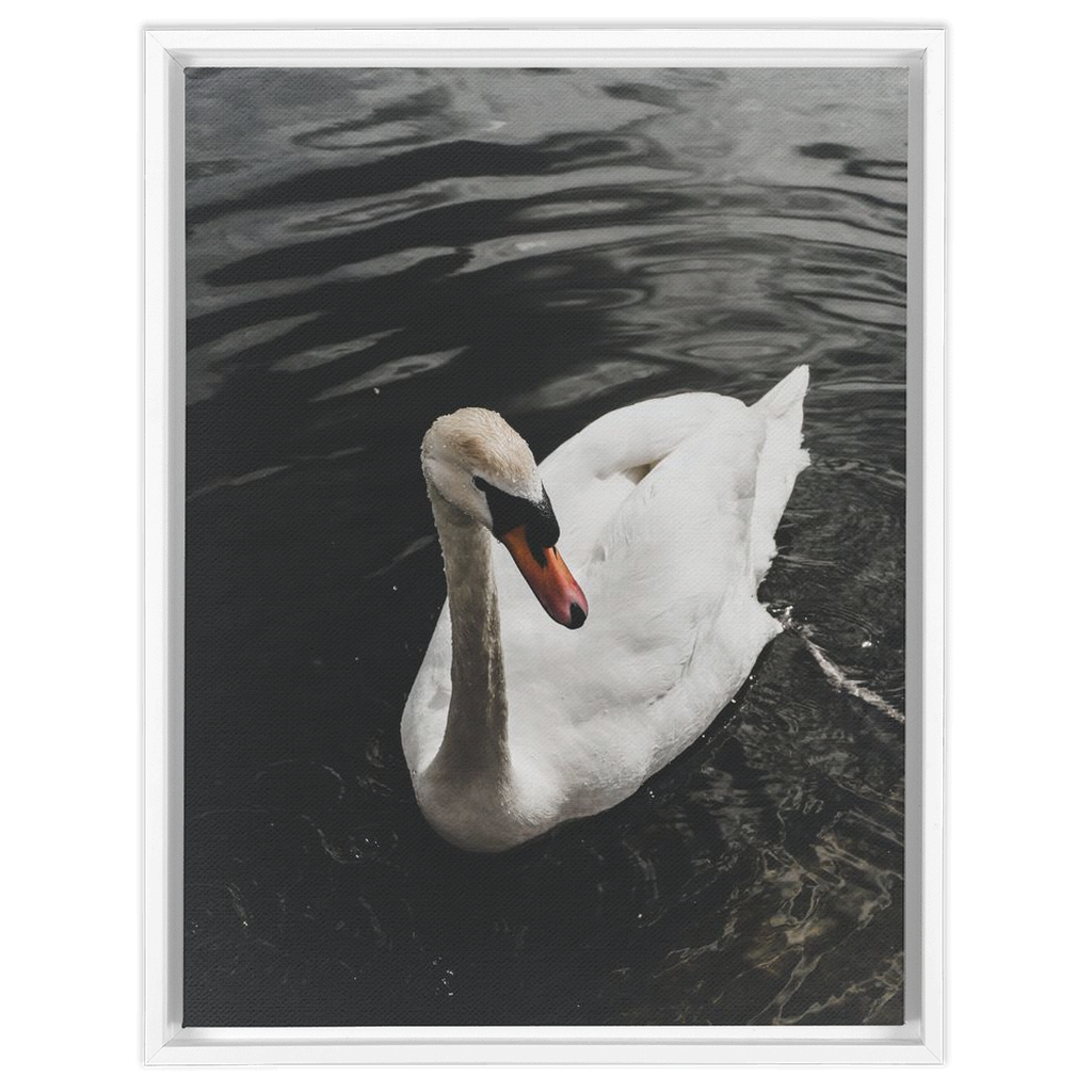 Swan Framed Canvas