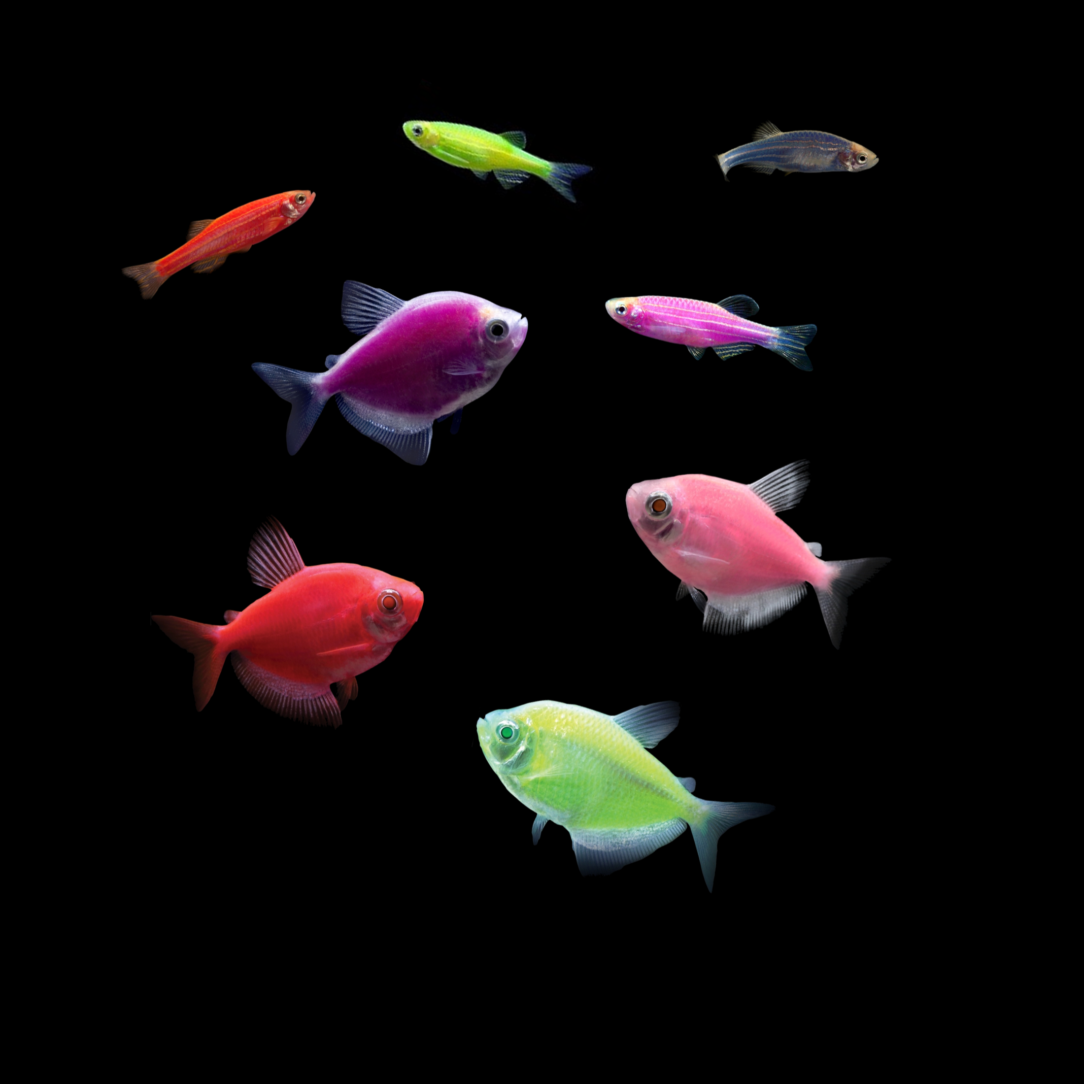 GloFish®10G Community Tetra-Danio 8ct Live Fish Assortment