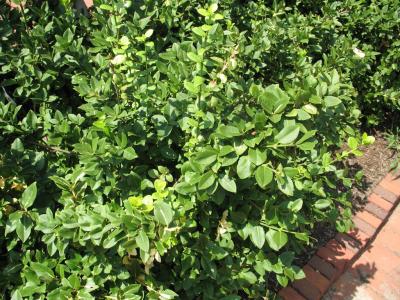 Classy Groundcovers - Euonymus fortunei 'Acutus' Euonymus fortunei radicans， Euonymus  japonicus acutus {50 Bare Root Plants}