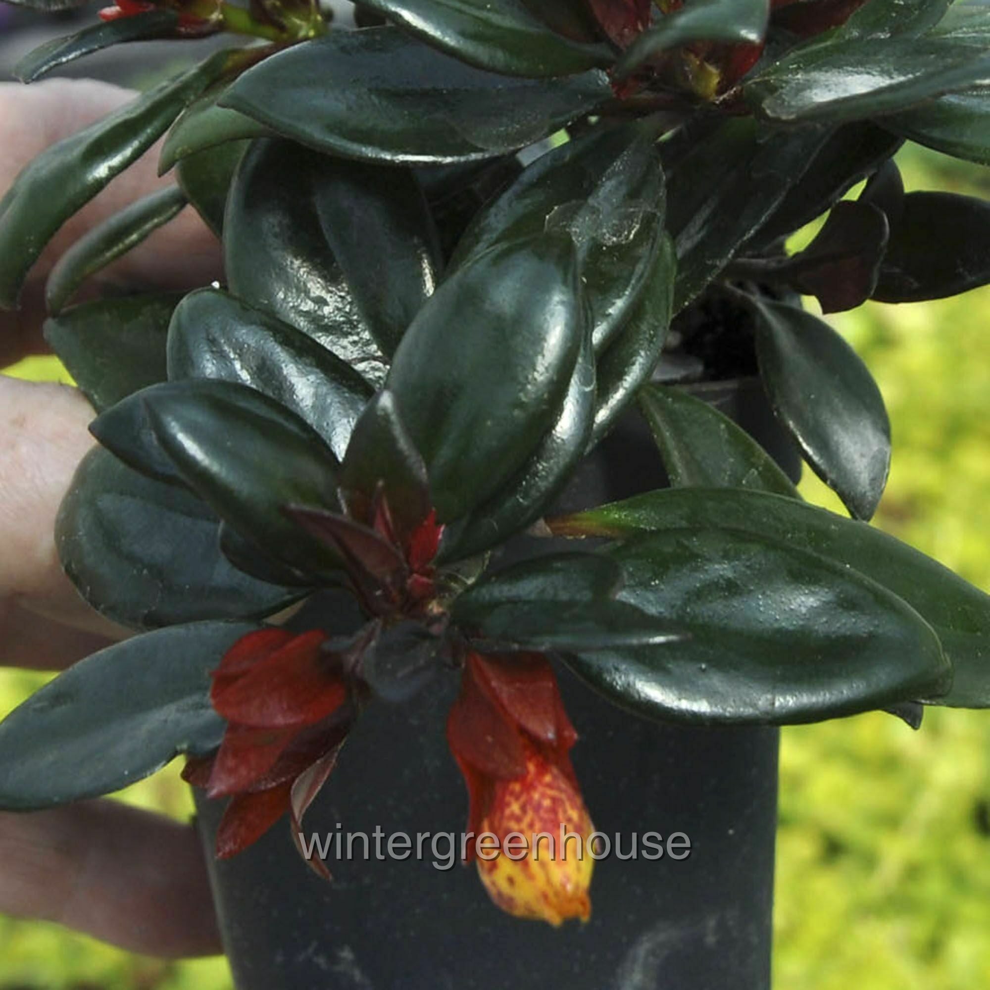 Nematanthus， Goldfish Plant - Pot Size: 3