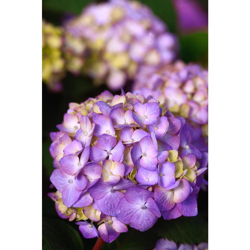 Endless Summer 2 Gal. BloomStruck Hydrangea (Macrophylla) Live Deciduous Shrub Pink or Purple Blooms 14748