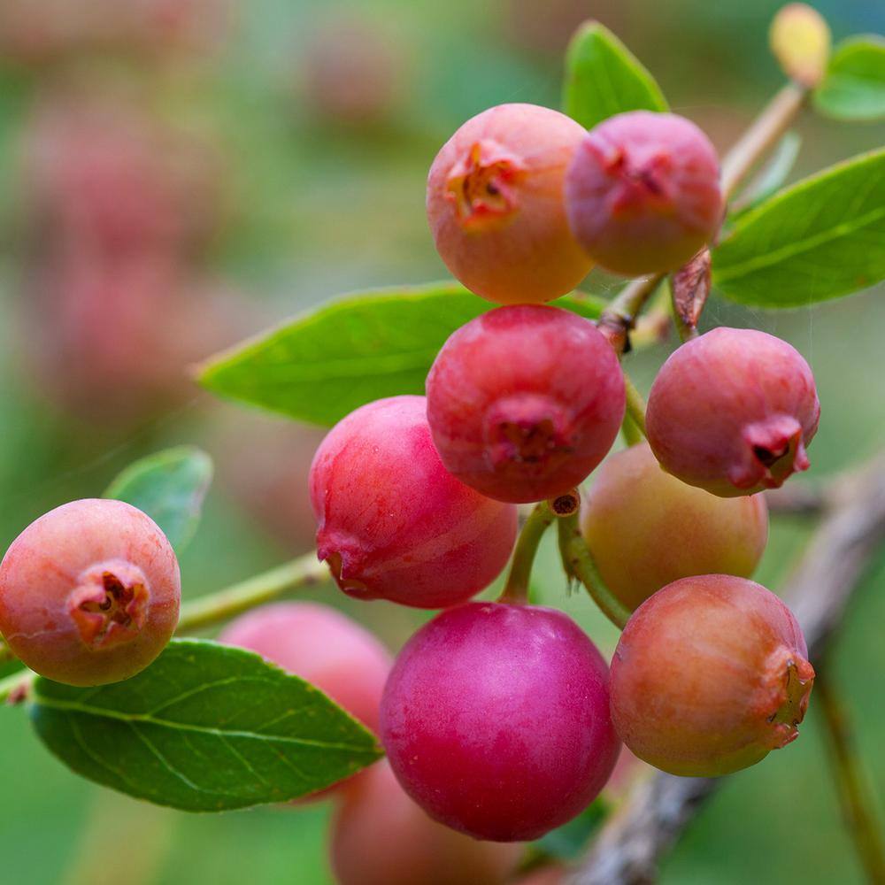 Perfect Plants Live Pink Lemonade Blueberry Fruit Plant 1 Gal. THD10019