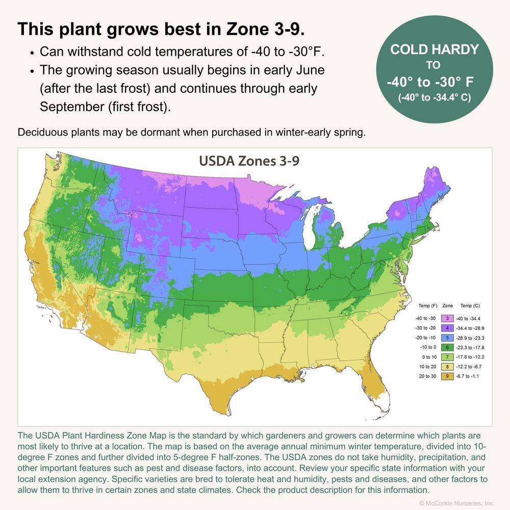 PROVEN WINNERS 3 Gal. Little Lime Hydrangea (Paniculata) Petite Live Shrub Lime Green to Pink Flowers 11193