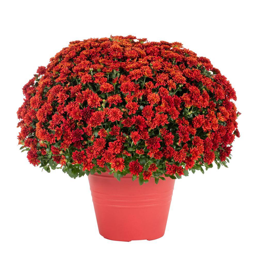 METROLINA GREENHOUSES 1 Gal. Red Mum Chrysanthemum Winchester Planter Perennial Plant (1-Pack) 4317