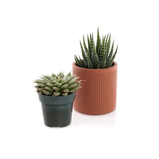 2.5 in. Assorted Succulent Set in Orange Dot Pot (2-Pack) SUCCLYAS325SOD