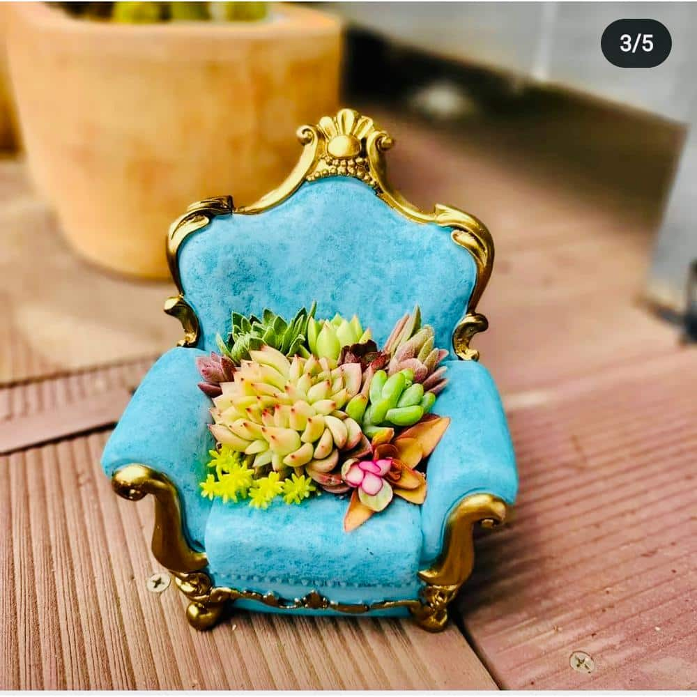 Cesicia Succulent Plants Collection Flowers with Blue Classical Sofa Decorative Base DRZWPlant27