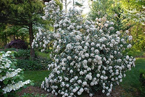 Pragense Viburnum Shrub