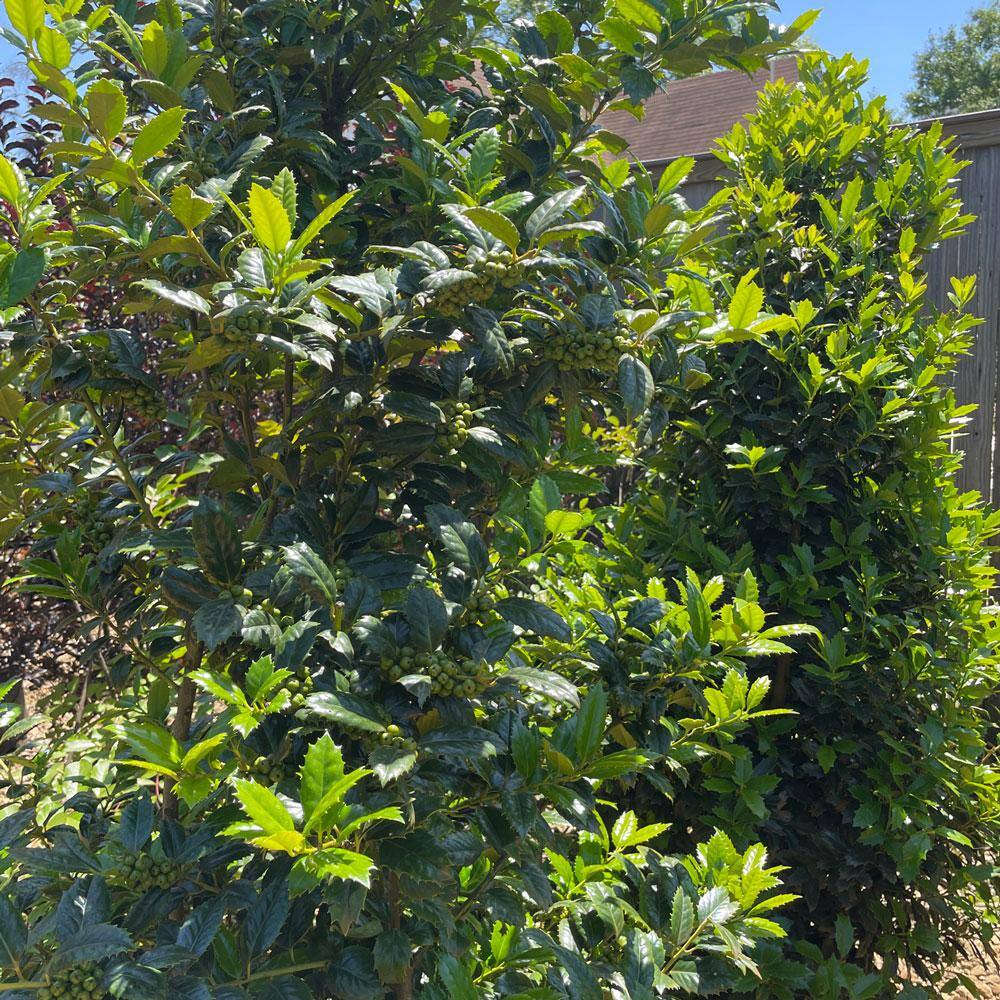 SOUTHERN LIVING 3 Gal. Oakland Holly Tree with Upright Pyramidal Privacy Screen Foliage and Red Winter Berries 30223