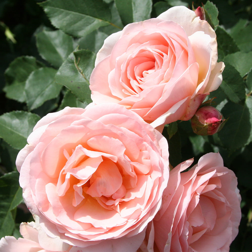 Heirloom Roses Live Plant - Memories™ Shrub Rose Bush - Pink Roses For Garden