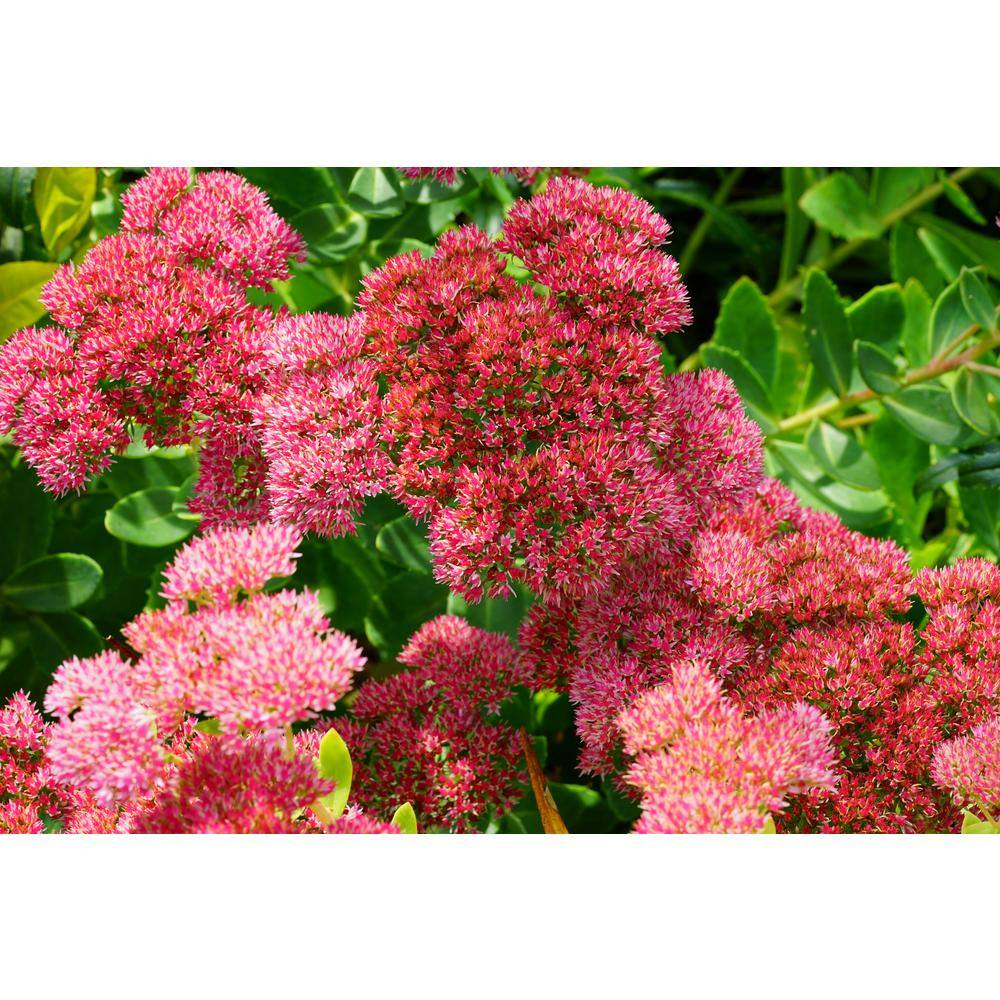Online Orchards 1 Gal. Autumn Joy Stonecrop Shrub With Large Fall-Blooming Pink Flowers SBFL002