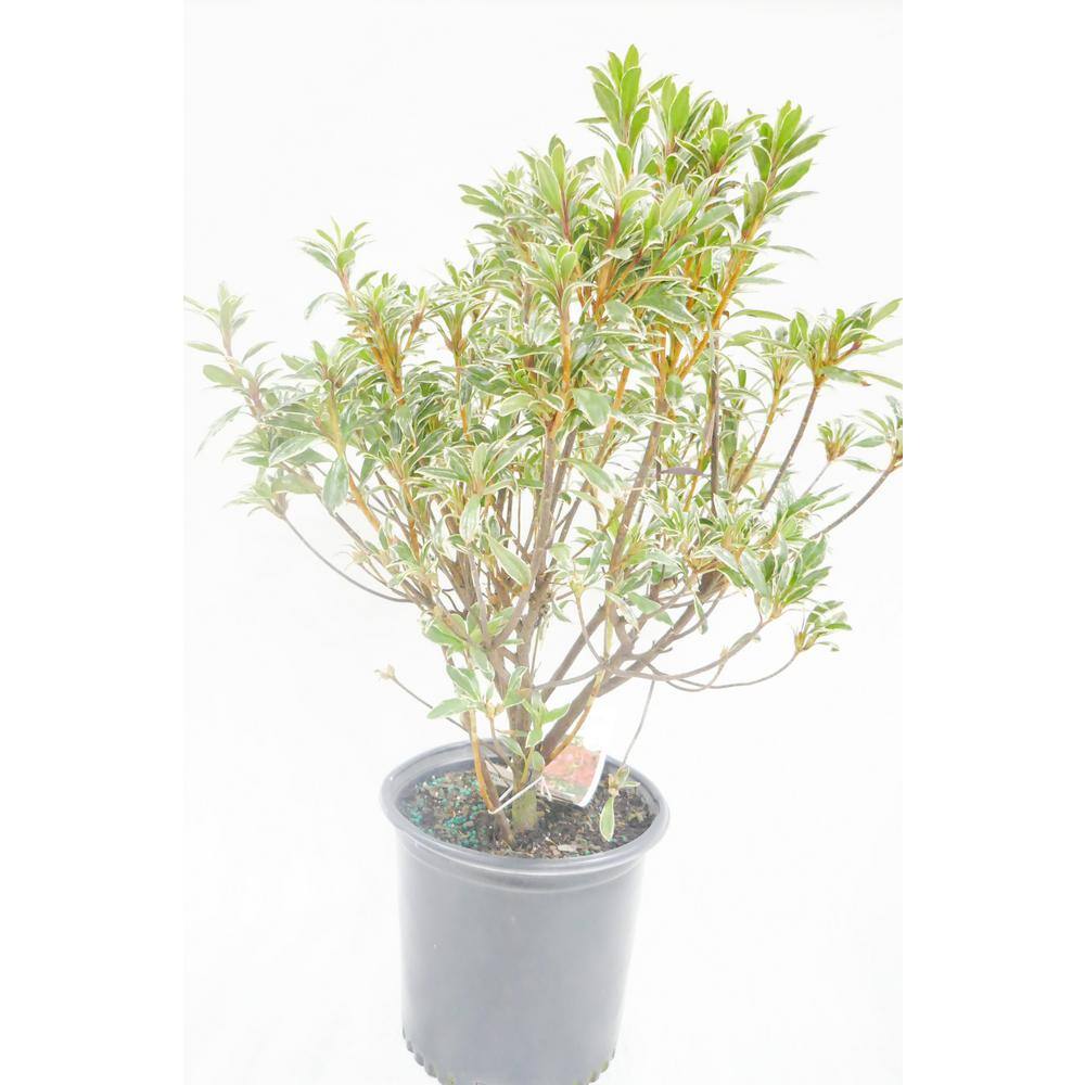 BELL NURSERY 1 Gal. Silver Sword Azalea Live Evergreen Shrub Pink Flowers (3-Pack) AZLEA2SIL3PK