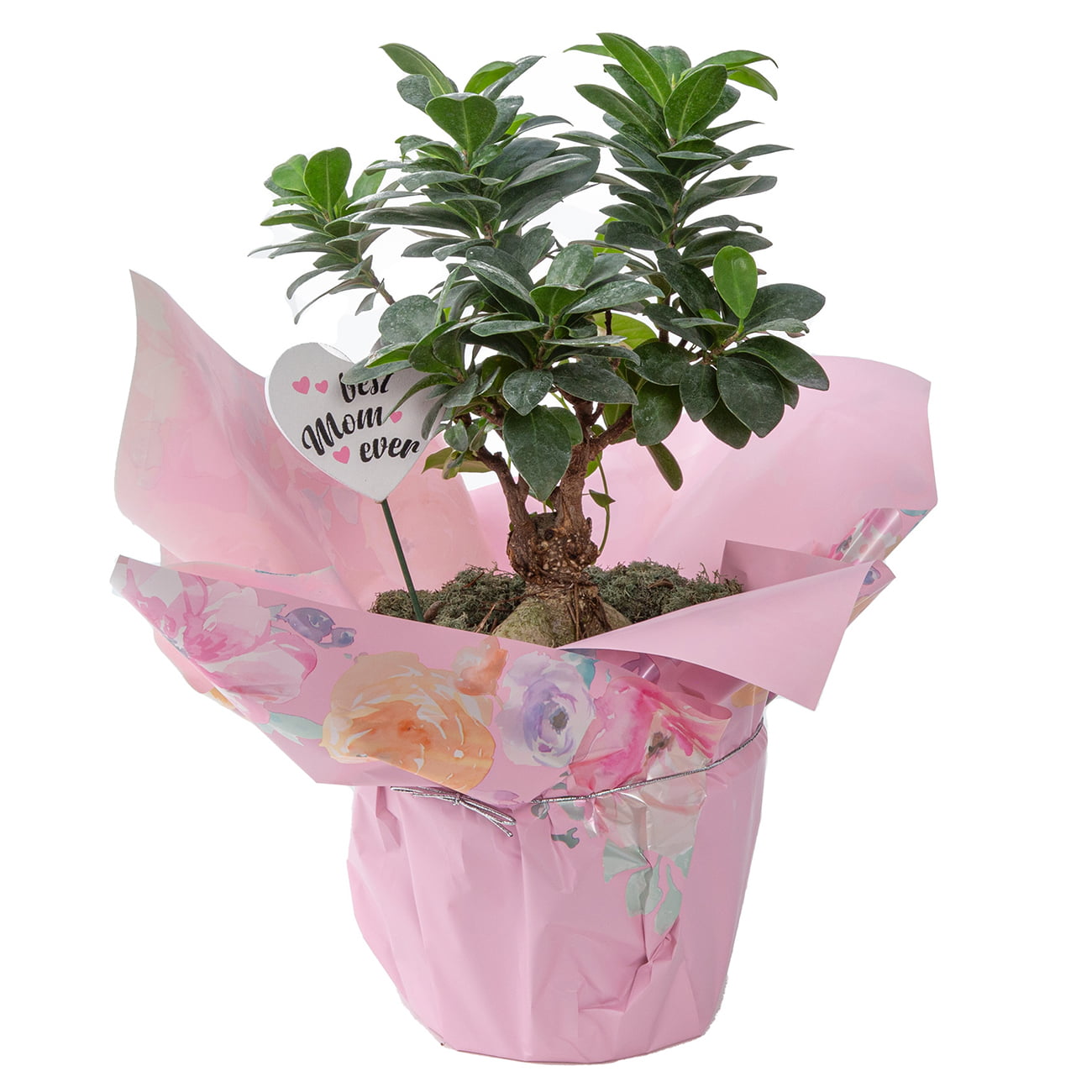 Costa Farms  Live Indoor 21in. Tall Green Bonsai; Bright， Indirect Sunlight Plant in 6in. Gift Wrap