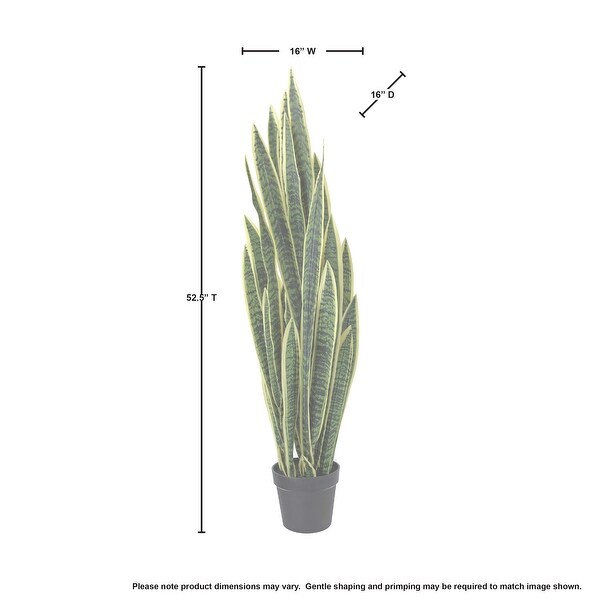 Potted Sansevieria Trifasciatia 52.5