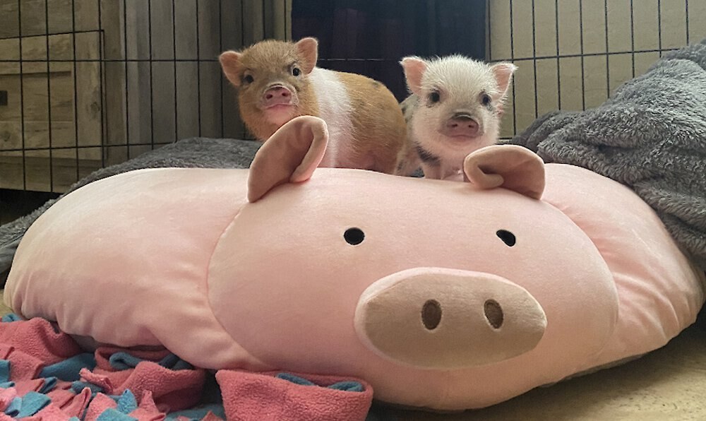 Piggy Poo and Crew Pig Pillow