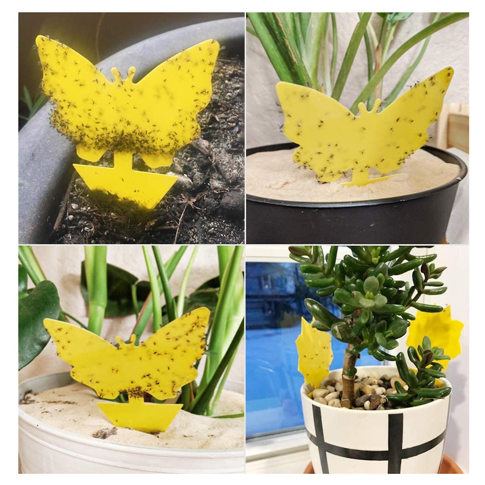 10 Pcs Fungus Gnat Traps，