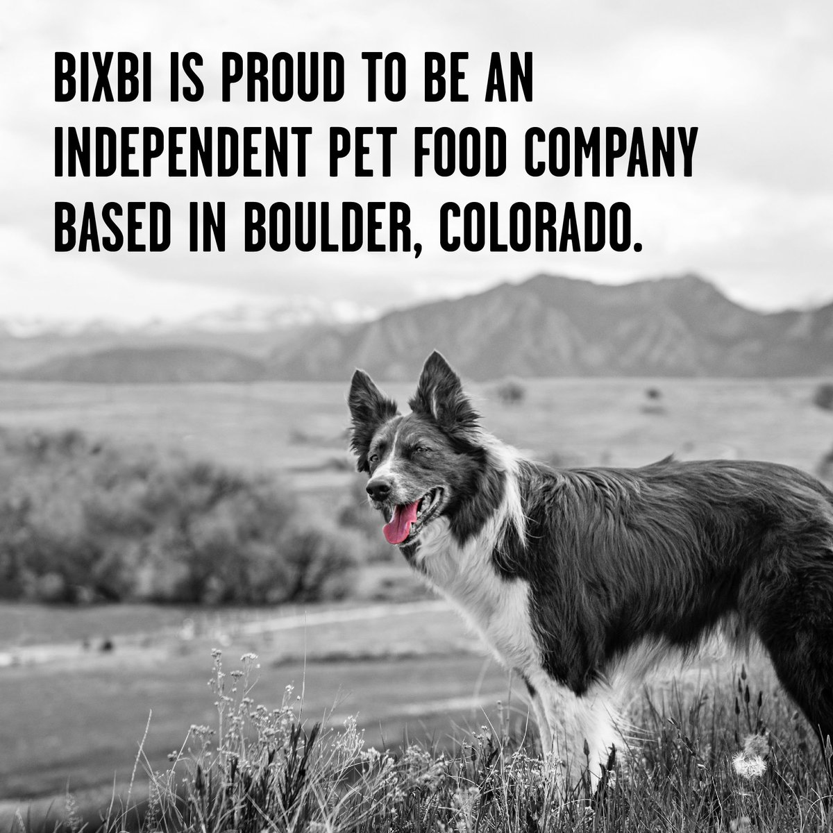 BIXBI Rawbble Turkey Recipe Grain-Free Freeze-Dried Dog Food