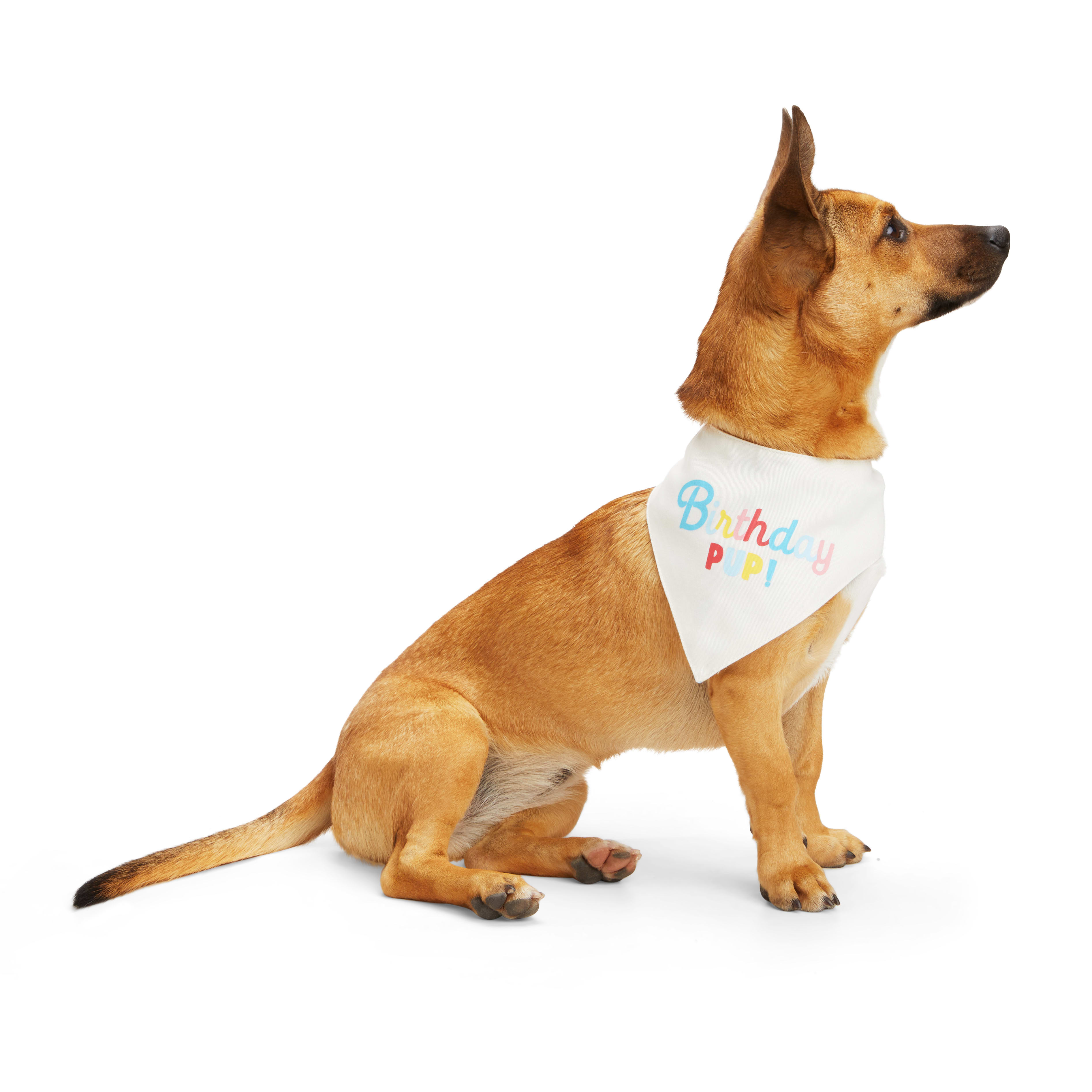 YOULY Reversible Birthday Dog Bandana， X-Small/Small