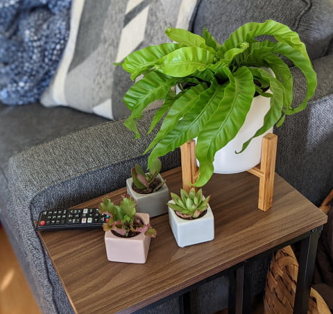 Costa Farms Live Indoor 10in. Tall Green Hurricane Fern; Bright， Indirect Sunlight Plant in 6in. Mid-Century Modern Planter