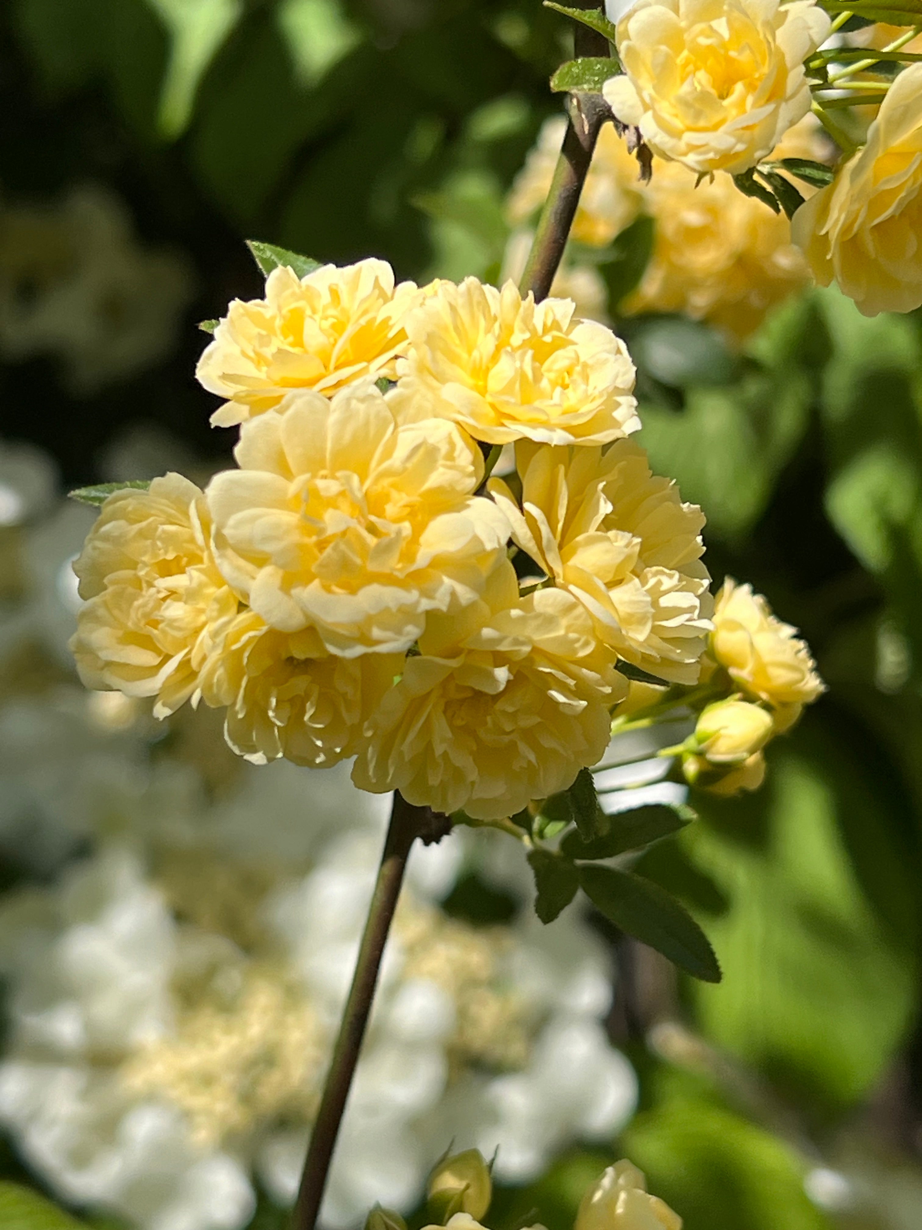 Yellow Lady Banks Rose