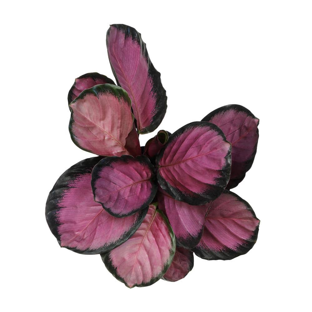 ALTMAN PLANTS 6 in. Calathea Roseopicta Rose Painted Calathea Live Purple House Plant Pot 0872990