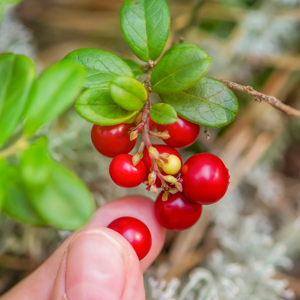 Stevens Cranberry