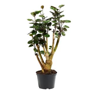 LIVELY ROOT 6 in. Fabian Aralia Stump (Polyscias Scutellaria) Plant in Grower Pot LRFBARAL