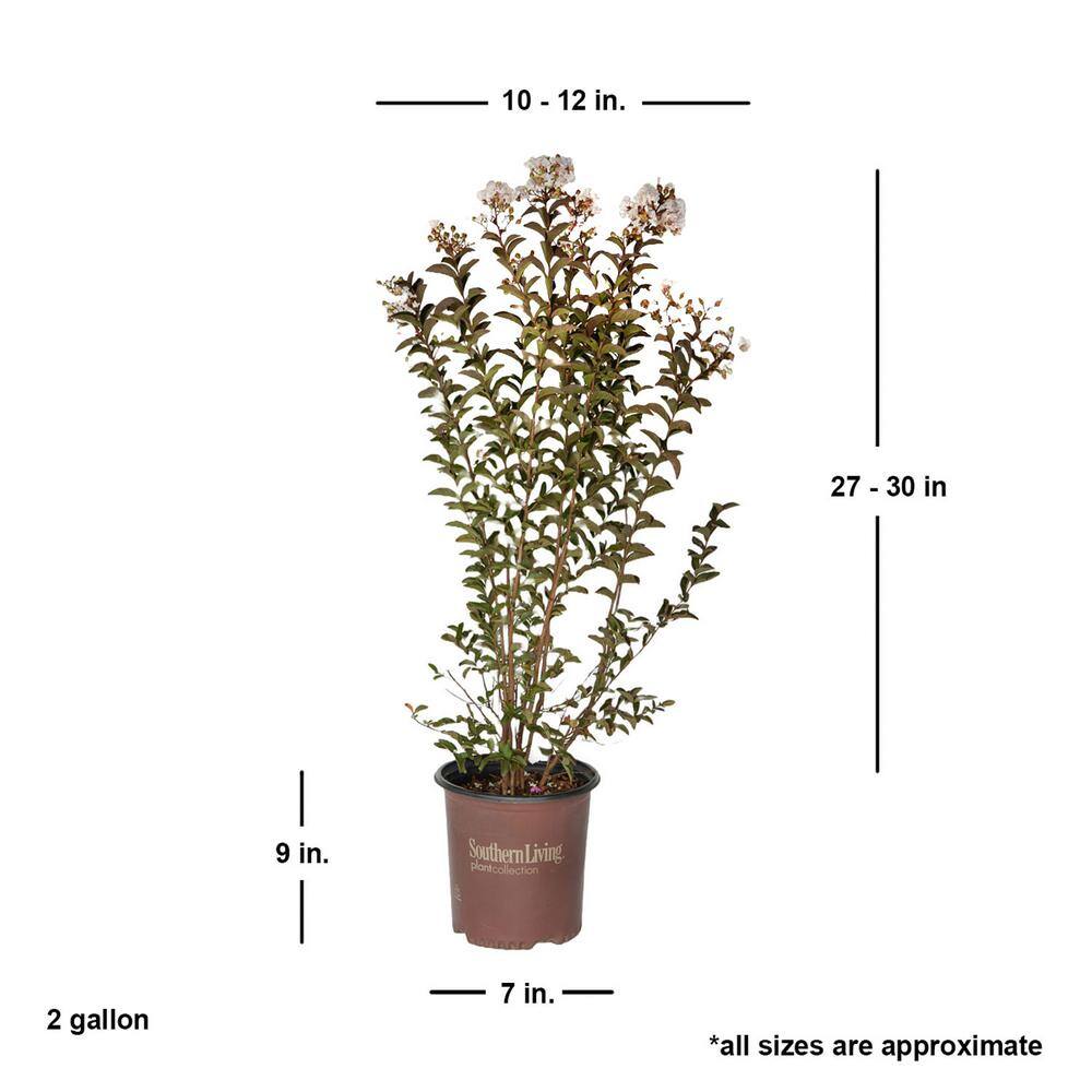 SOUTHERN LIVING 2 Gal. Delta Moonlight Crape Myrtle Live Deciduous ShrubTree Burgundy Foliage  White Blooming 37742