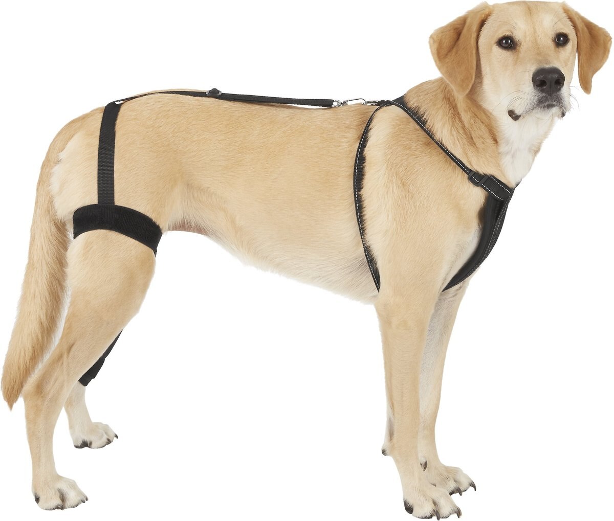 Labra Left Leg Dog Knee Brace