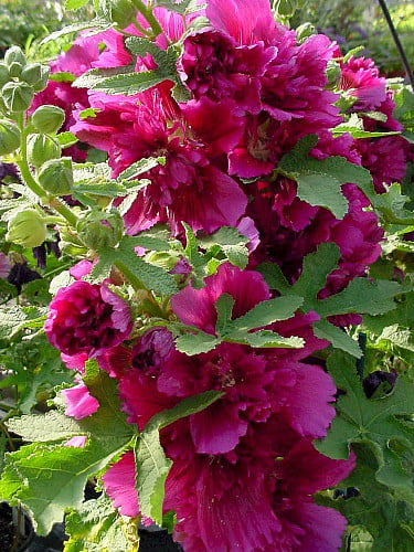 Queeny Purple Hollyhock - Perennial - Alcea - Very Dwarf - Quart Pot