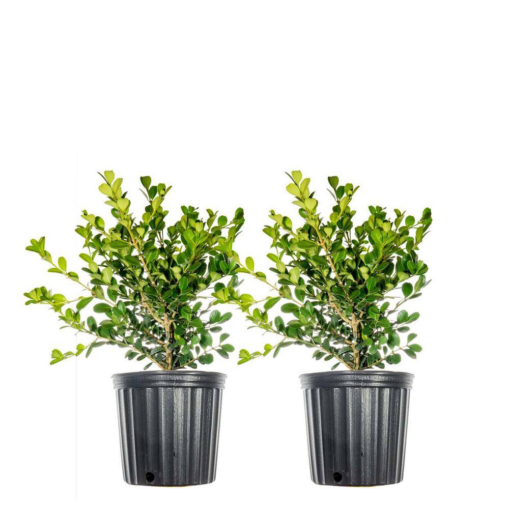 #1 Japanese Boxwood Shrub (2-Pack) THD00012