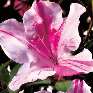 ENCORE AZALEA 3 Gal. Autumn Twist Shrub with Purple and White Reblooming Flowers 80563