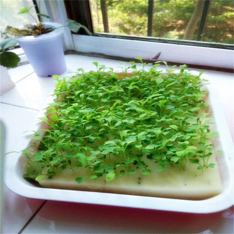 Factory supplies Hydroponics grow kit Agricultural Ecological Garden used seed plant hydroponic sponge
