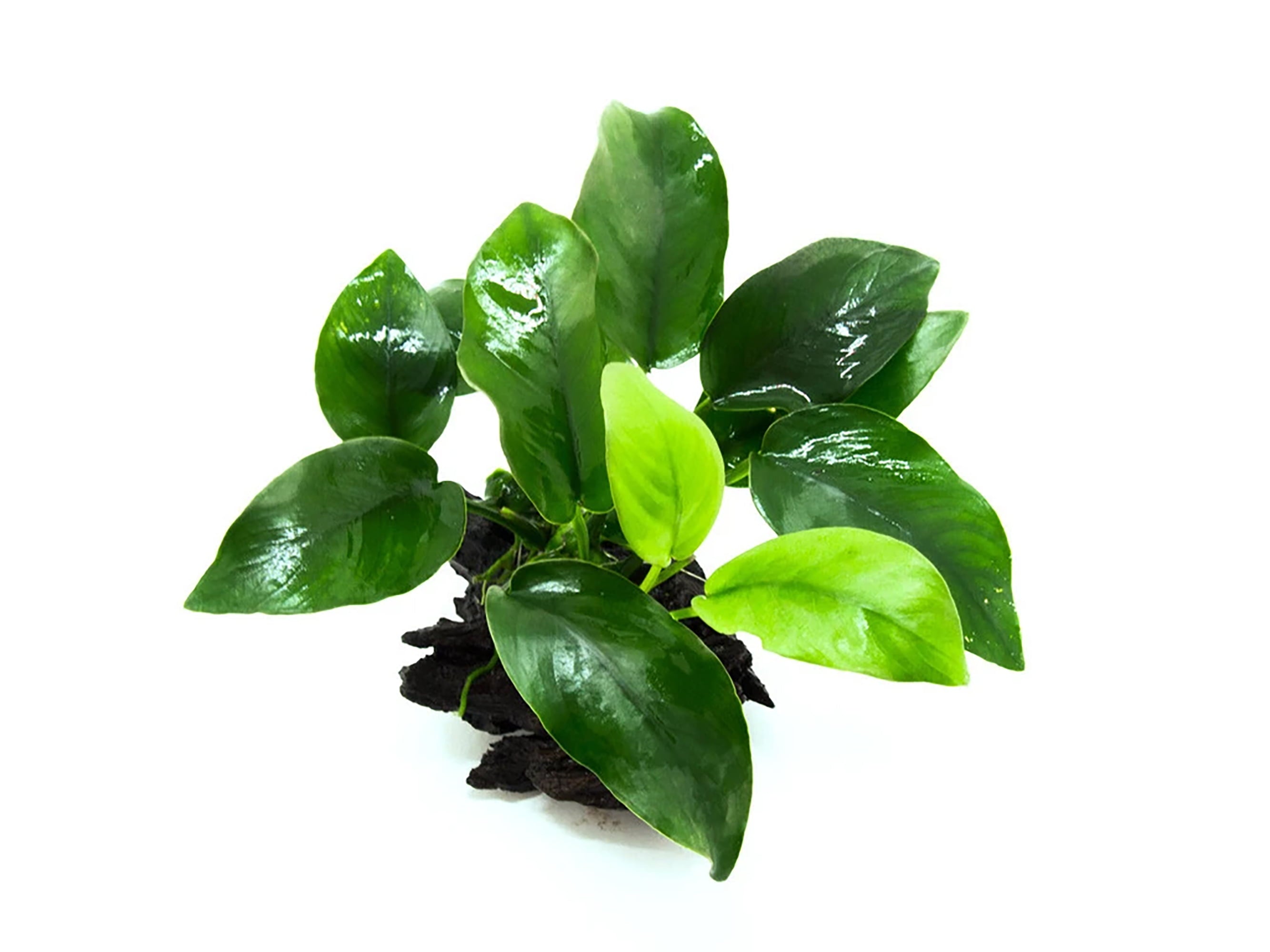 Anubias Barteri (Nana) Bare Root Small Live Aquarium Plants BUY2 GET1 FREE